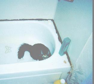 Calli in the tub