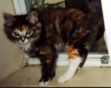 Picture of
Callisto.