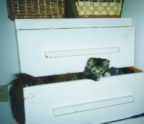 Calli in a drawer