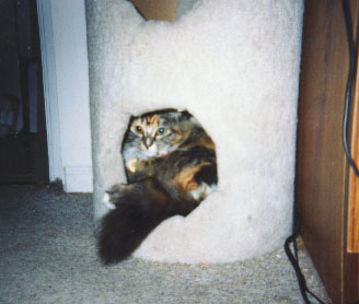 Calli in scratching
Post