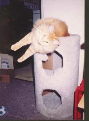 Puff on scratching post