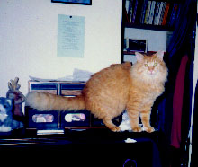 Puff on my dresser