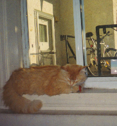 Puff on windowsill