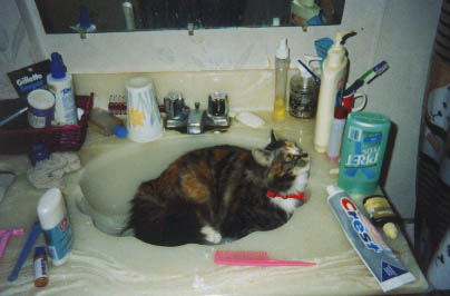 Calli in the bathroom sink